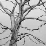 ALI MORGAN - Spring - Summer - Autumn - Winter - Forty Tree Drawings Spring 09