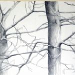 ALI MORGAN - Spring - Summer - Autumn - Winter - Forty Tree Drawings Winter 04