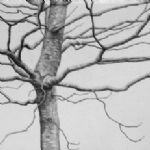 ALI MORGAN - Spring - Summer - Autumn - Winter - Forty Tree Drawings Winter 06