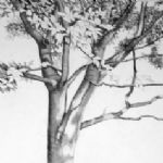 ALI MORGAN - Spring - Summer - Autumn - Winter - Forty Tree Drawings Summer 08