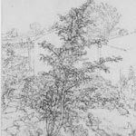 ALAN TURNBULL - Etchings and Drawings Bird cherry tree