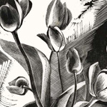 Tulips 1926