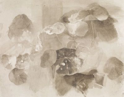 After Rain Nasturtiums, 2012