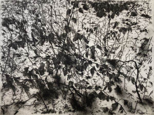 David Sully, Saplings in the Snow