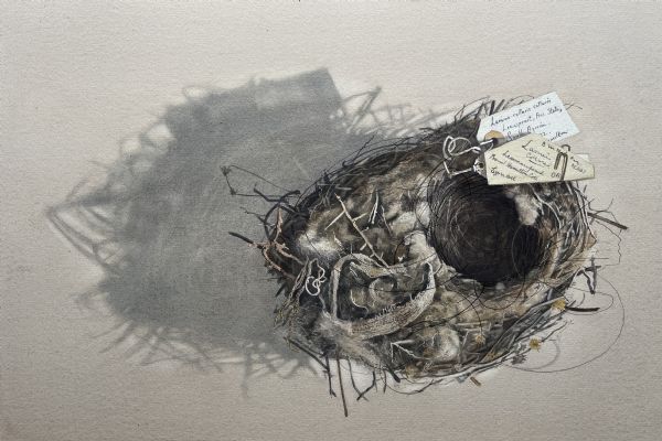 Lillias August, South African Shrike's nest