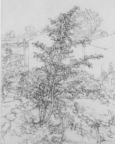 Bird cherry tree