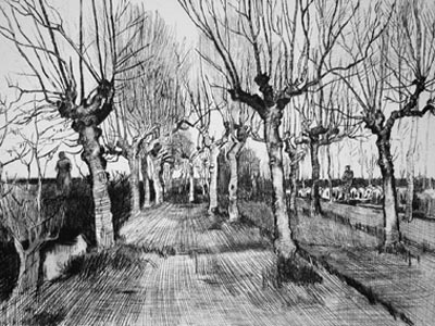 Pollard Birches