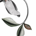 BEATRICE FORSHALL - Vanishing Species African Grey Parrot