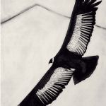 BEATRICE FORSHALL - Beatrice Forshall
Andean Condor - 