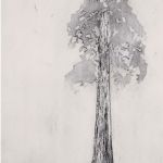 BEATRICE FORSHALL - Vanishing Species Giant Sequoia