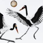 BEATRICE FORSHALL - Vanishing Species Saddle Billed Storks