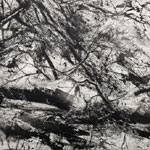 CAPTURING PLACE - David Sully
Fallen Tree in the Snow - 