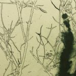 NORTH HOUSE GALLERY 100TH SHOW - Paintings: Henrietta Corbett & Francis Tinsley. Prints: Danielle Creenaune Hafod