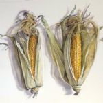 THE GARDEN - Lillias August
A pair of cobs - 