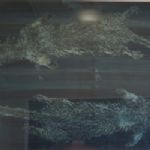 JULIAN MEREDITH - Extinction Rebellion Otters, Monoprint
