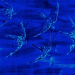 JULIAN MEREDITH - Fin - River - Swift Meredith Swifts