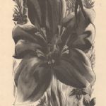 Gentian From The Ship of Death - 