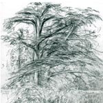 SYNOPSIS: SUMMER SHOW - Various artists Holkham Nurseries Cedar